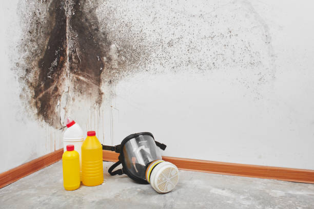 Best Post-Flood Mold Remediation in Jemez Pueblo, NM