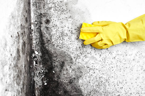 Best Kitchen Mold Remediation in Jemez Pueblo, NM