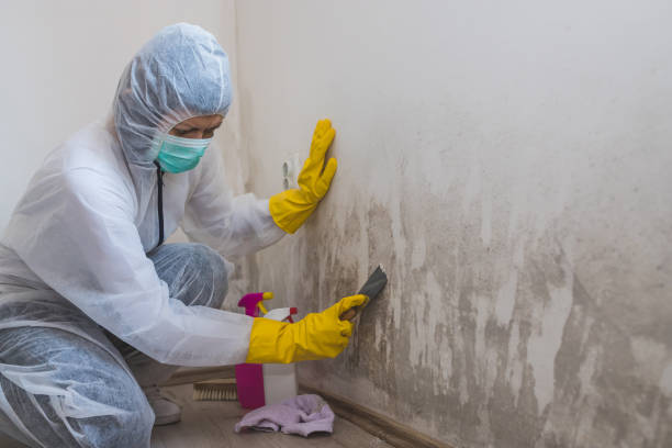 Professional Mold Remediation in Jemez Pueblo, NM