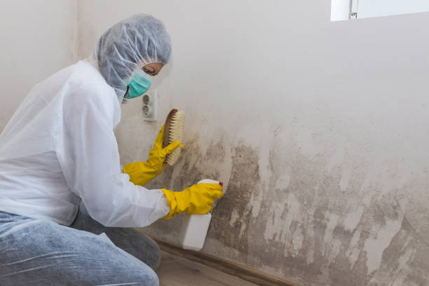 Best Mold Testing and Inspection Services in Jemez Pueblo, NM
