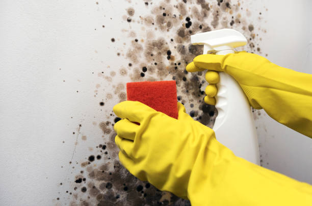 Best Industrial Mold Remediation in Jemez Pueblo, NM