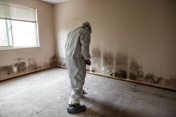 Best Attic Mold Remediation in Jemez Pueblo, NM